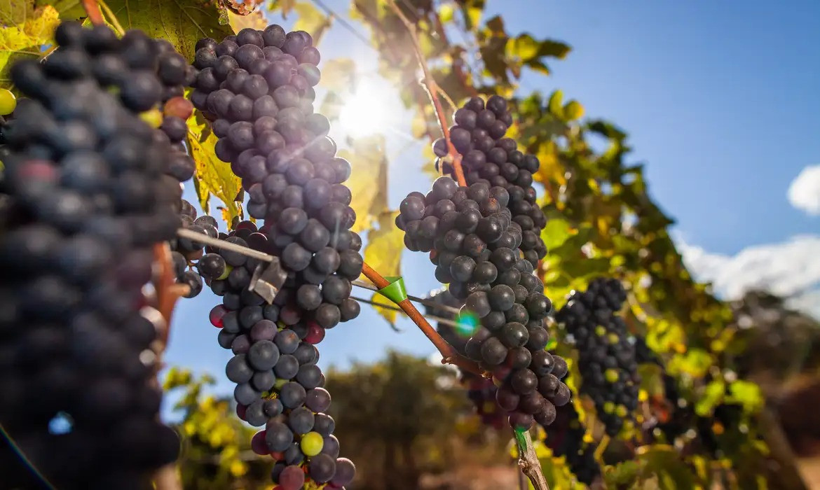 /arquivos/Confraria do Vinho da AMP/RS terá edição especial na Vinícola Aurora, em Bento Gonçalves /arquivos/2a9e2ef2f6f97039d7d835edcf98687e45ef9524